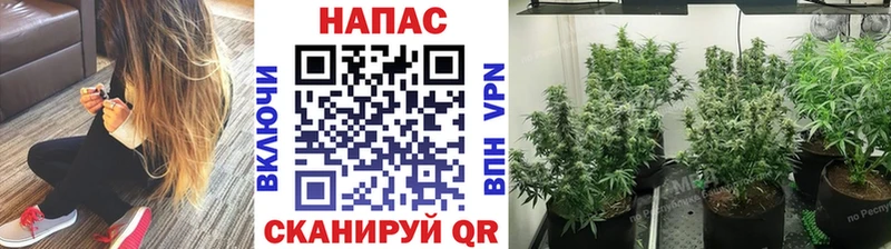 Конопля Amnesia  Цивильск 